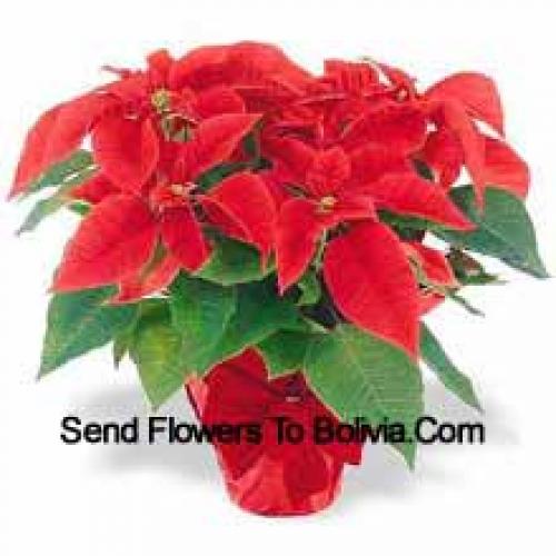 Beautiful Red Poinsettias