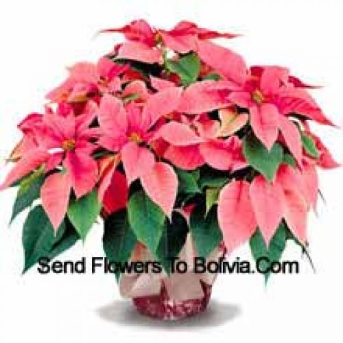 Elegant Poinsettias with Leaves